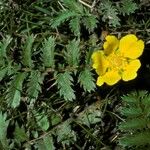 Potentilla anserina Цвят