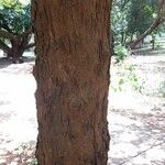 Ziziphus mauritiana 树皮