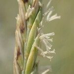 Thinopyrum acutum Fleur