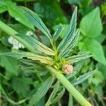 Valeriana tuberosa Lehti