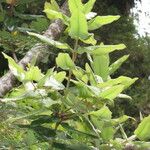 Eucryphia cordifolia Altro