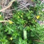 Potentilla erecta Feuille