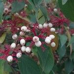 Cornus racemosa Frukto