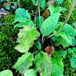 Hieracium maculatum Fuelha