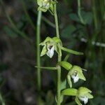 Epipactis rhodanensis Flower