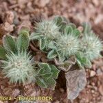 Trifolium gemellum অভ্যাস