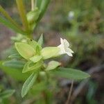 Bacopa crenata 花