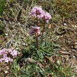 Valeriana tuberosa Staniste