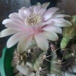 Gymnocalycium anisitsii Кветка