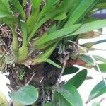 Laelia anceps موطن