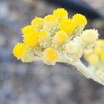 Helichrysum leucocephalum