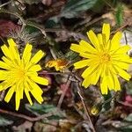 Hieracium maculatum Flors