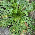 Plantago coronopus Feuille