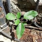 Searsia natalensis Leaf