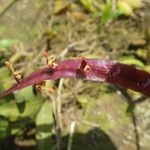 Bulbophyllum falcatum Цветок