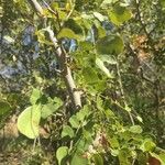 Dalbergia melanoxylon Лист