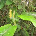 Calathea lasiostachya Hoja