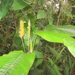 Calathea lasiostachya Leaf