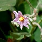 Solanum melongena Virág