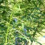 Datisca cannabina موطن