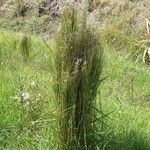 Andropogon bicornis Leaf