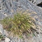 Achnatherum calamagrostis Habitus