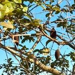 Amphilophium crucigerum Fruto