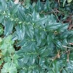 Sarcococca orientalis List