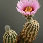 Echinocereus sciurus Celota