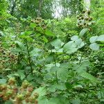 Rubus goniophyllus Плід