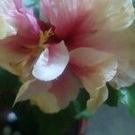 Hibiscus mutabilis Blomst