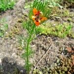 Adonis aestivalis Leaf