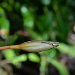 Epiphyllum cartagense
