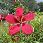 Hibiscus coccineus ফুল