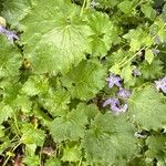 Campanula garganica Hoja