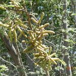 Prosopis pubescens Хабит