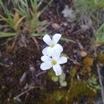 Saxifraga corsica Blüte