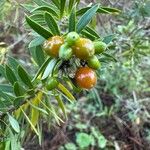 Daphne gnidium Fruto