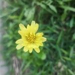 Pyrrhopappus pauciflorusFlower