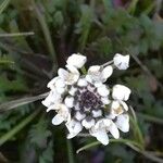Teesdalia coronopifolia Λουλούδι
