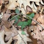 Rubus hispidus Leaf