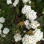 Spiraea cantoniensis Blüte