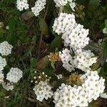 Spiraea cantoniensis Цвят