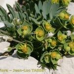 Euphorbia seguieriana Hábito