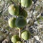 Asphodelus macrocarpus Frucht