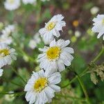 Tanacetum parthenium Blomma