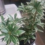 Pieris japonicaLeht