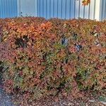 Cotoneaster integerrimus Likasa