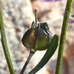 Iberis linifolia Mbuma