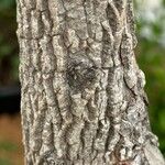 Tamarindus indica Bark